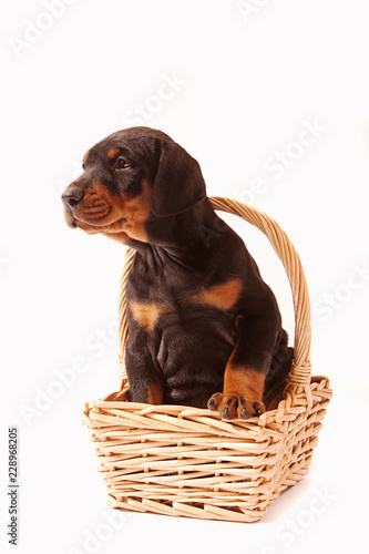 Black and Tan Dobermann Puppy sitting in flower basket