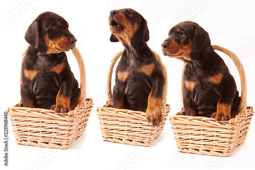 Three Dobermann pups sitting in 3 individual flower baskets, isolated on white