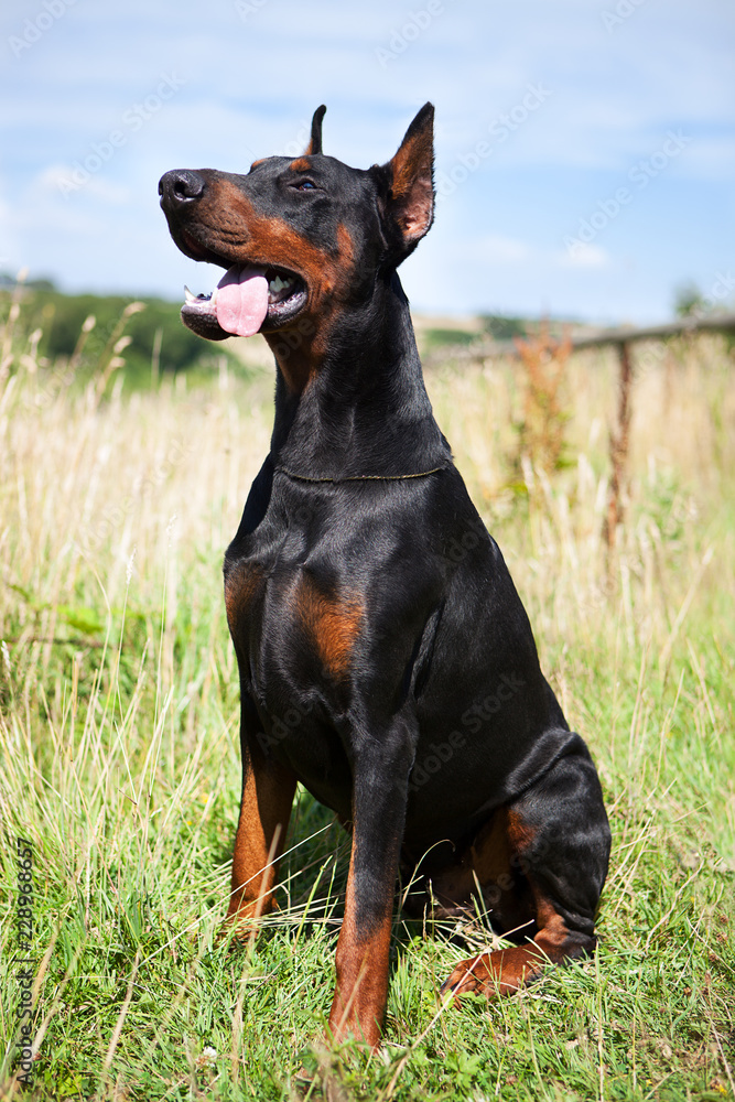 Sitting Cropped Male Dobermann with tongue hanging out. Black dog in a field Sitting Cropped Male Dobermann with tongue hanging out. Black dog in a field