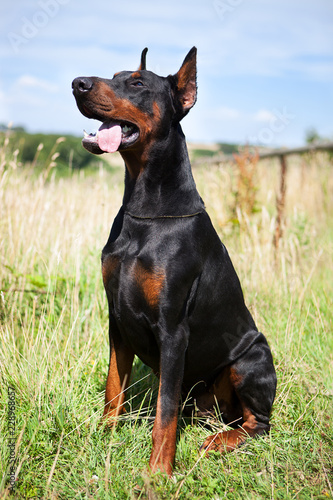 Sitting Cropped Male Dobermann with tongue hanging out. Black dog in a field