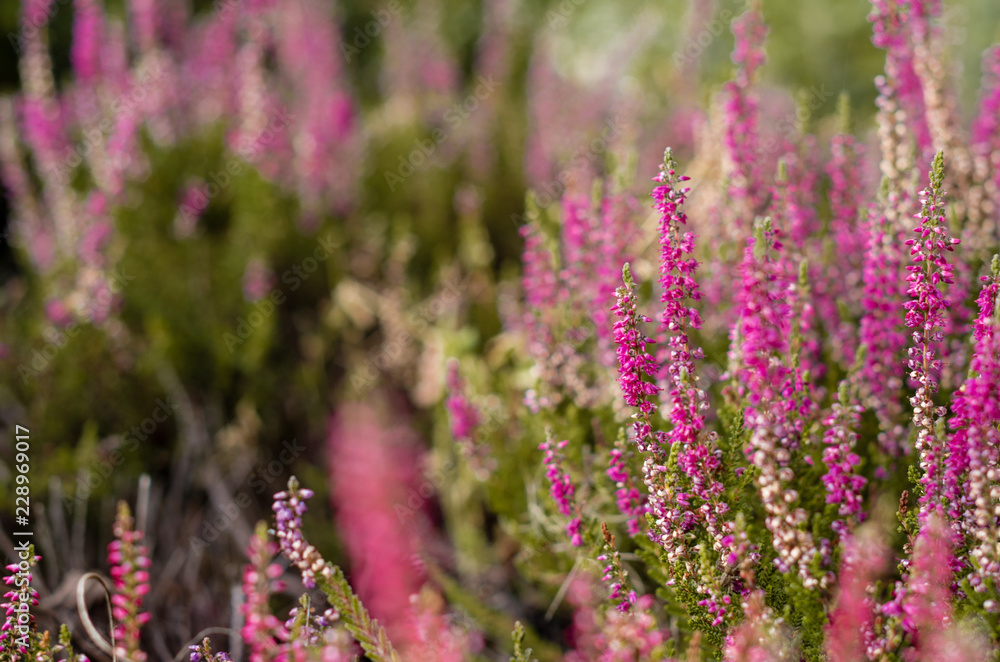 Purple heather on the moor Purple heather on the moor