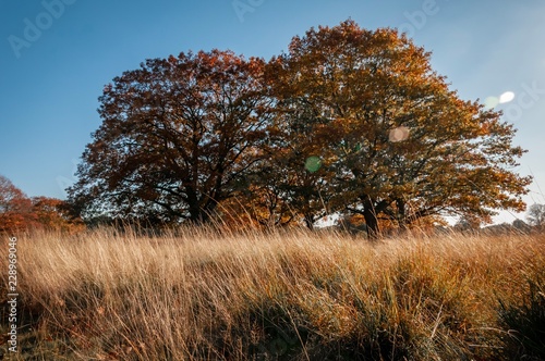 Autumn trees in high grass field