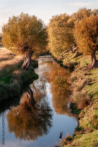 Autumn tree reflection in creek