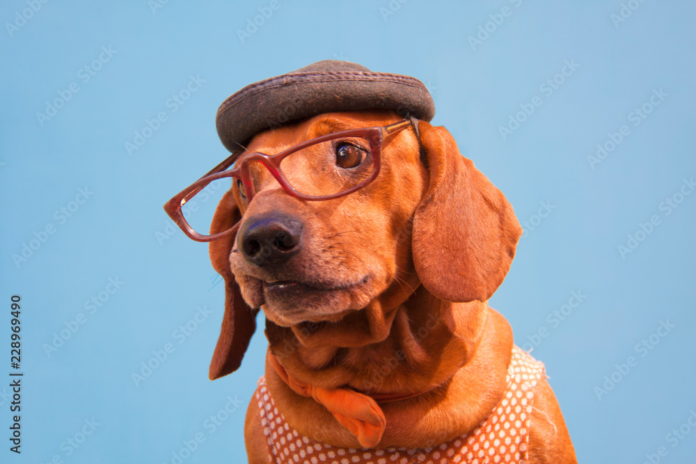 Retrato de simpático perro con gafas y sombrero sobre fondo azul
