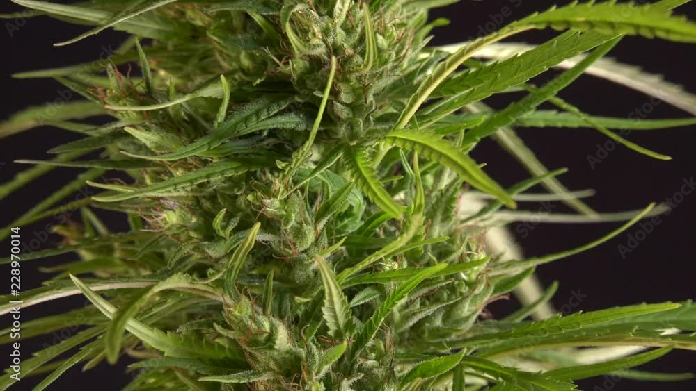 Cannabis Flower with THC crystals rotating before black background 50fps Cannabis Flower with THC crystals rotating before black background 50fps