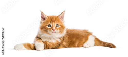 Maine coon kitten, 8 weeks old, in front of white background