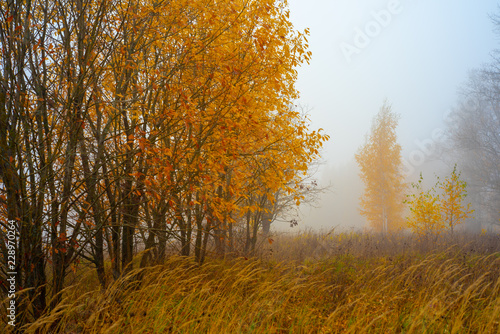 Nature of moscow region 15.10.2018.Autumn forest in the fog. photo