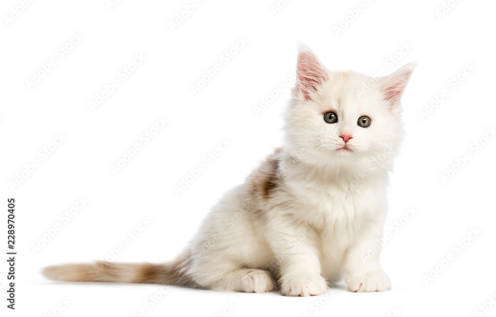 Maine coon kitten, 8 weeks old, in front of white background