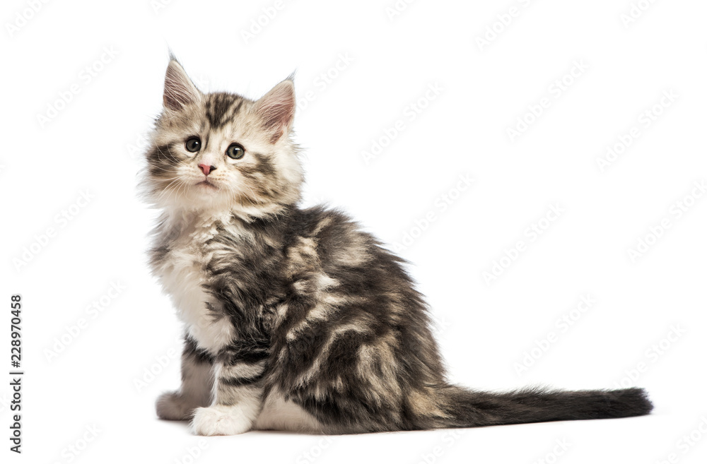 Obraz premium Maine coon kitten, 8 weeks old, in front of white background