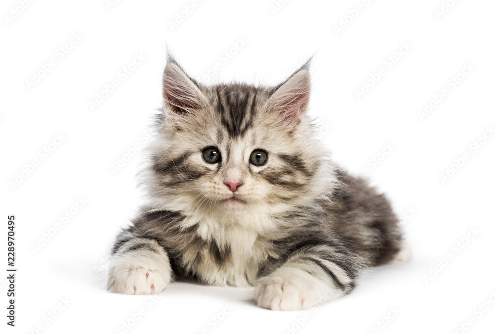 Obraz premium Kotka Maine Coon, 8 tygodni, przed białym tle