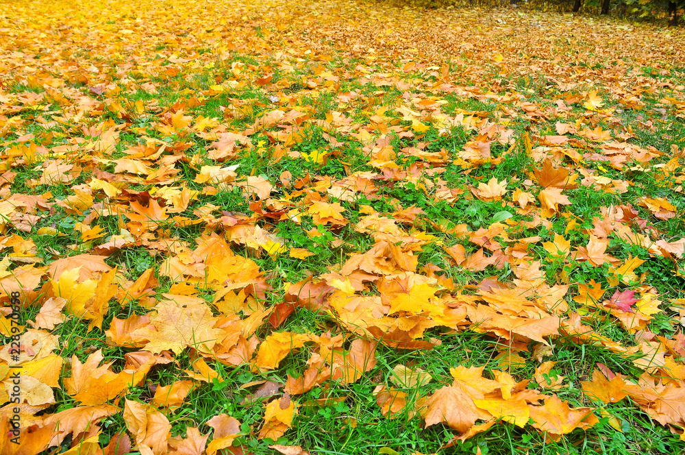 Background of the fallen autumn leaves. Background of the fallen autumn leaves.