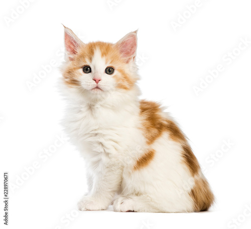 Maine coon kitten, 8 weeks old, in front of white background © Eric Isselée