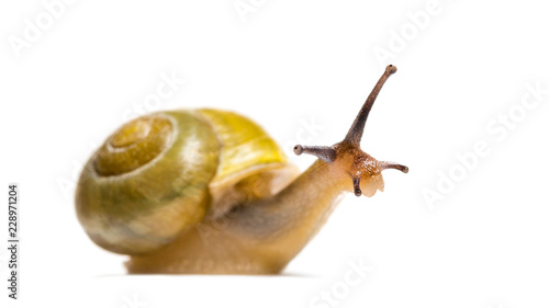 grove snail or brown-lipped snail, Cepaea nemoralis, in front of