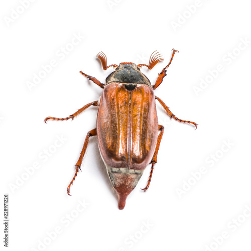 Summer chafer or European june beetle, Amphimallon solstitiale, photo