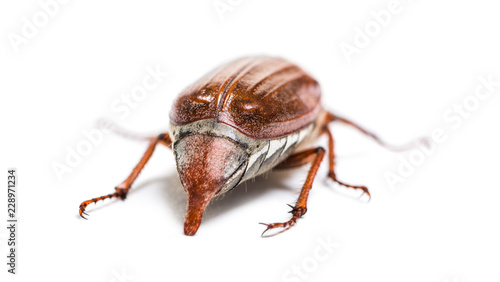 Summer chafer or European june beetle, Amphimallon solstitiale,