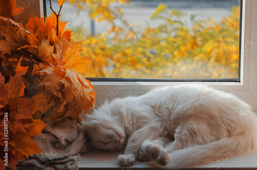 Fotografía Sleeping white cat on the window sill.