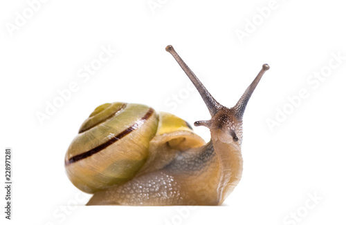 grove snail or brown-lipped snail, Cepaea nemoralis, in front of white background
