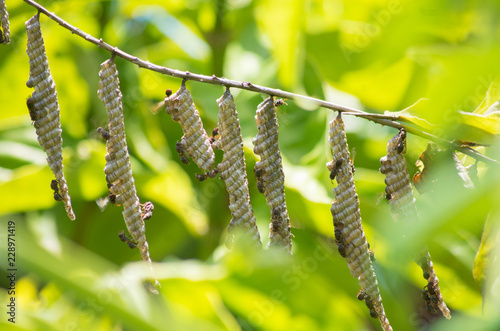 Fllying insect nest photo