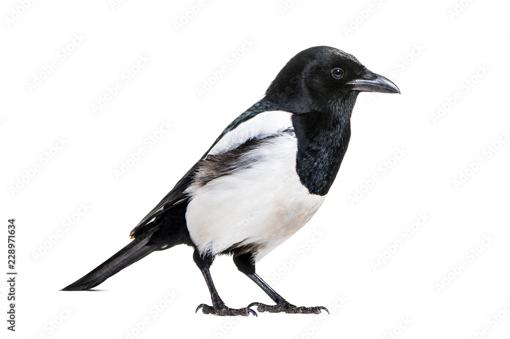 Common Magpie, Pica pica, in front of white background Common Magpie, Pica pica, in front of white background