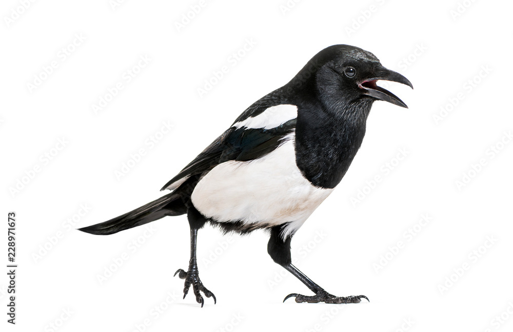 Common Magpie, Pica pica, in front of white background Common Magpie, Pica pica, in front of white background