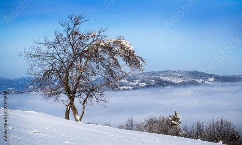 Winter tree photo