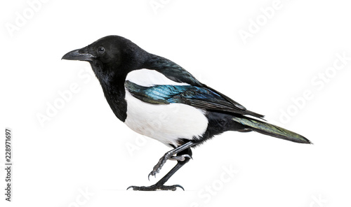 Common Magpie, Pica pica, in front of white background © Eric Isselée