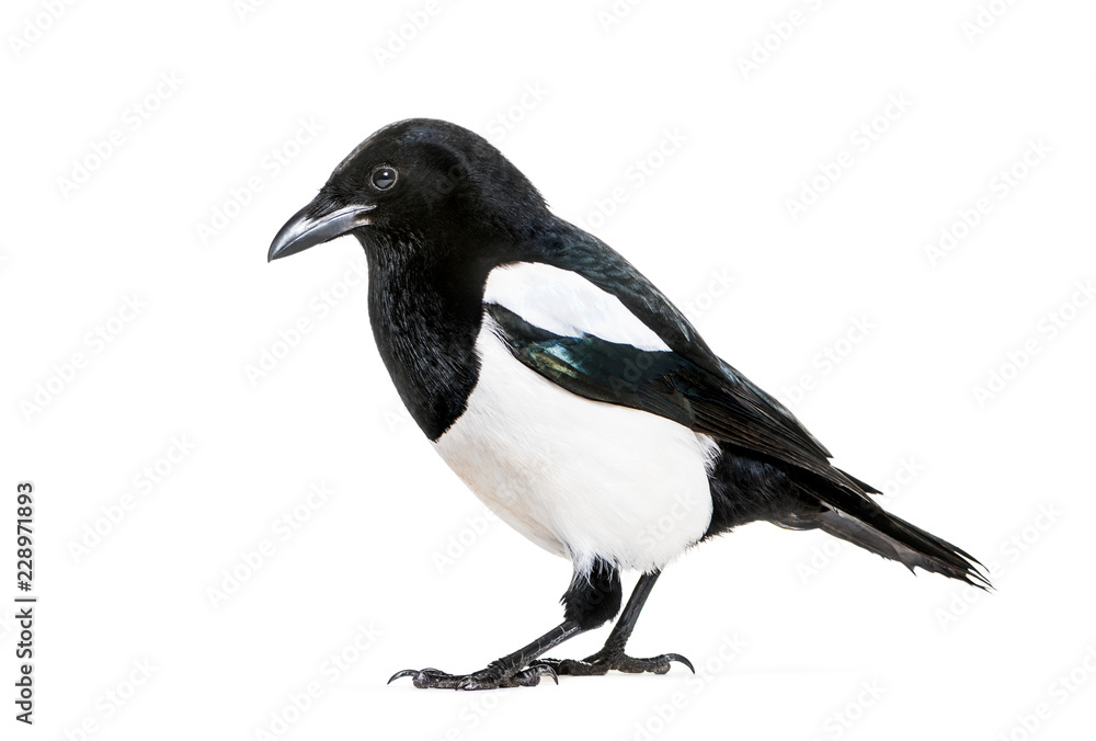 Obraz premium Common Magpie, Pica pica, in front of white background