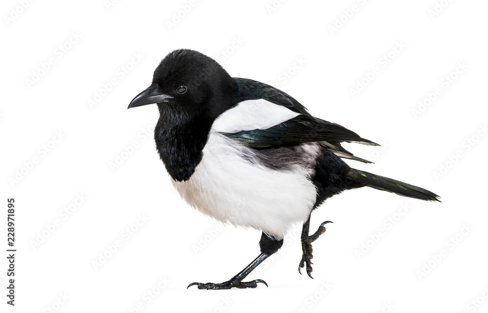Obraz premium Common Magpie, Pica pica, in front of white background