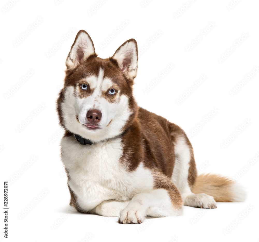 Husky, 2 years old, in front of white background