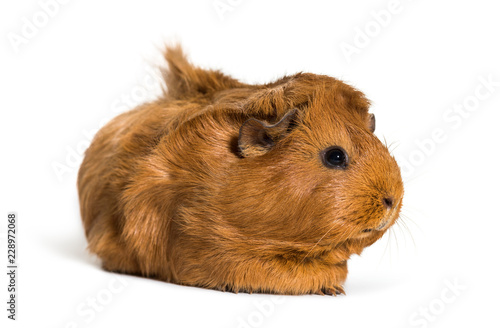 Guinea Pig, 6 months old, in front of white background