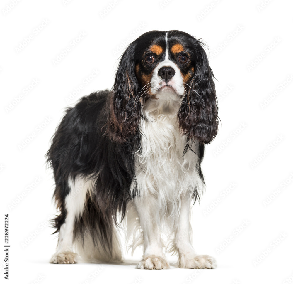 Cavalier King Charles Spaniel, 2 years old, in front of white background