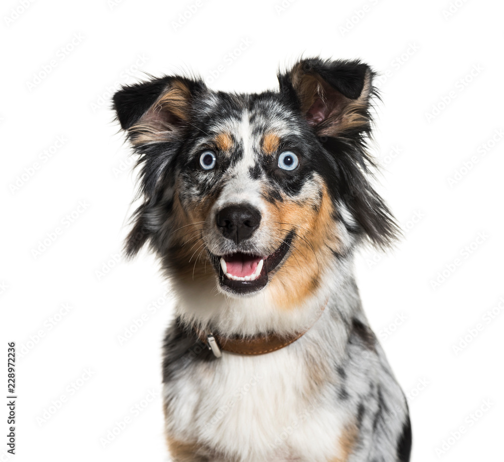 Australian Shepherd, 1 year old, in front of white background Australian Shepherd, 1 year old, in front of white background
