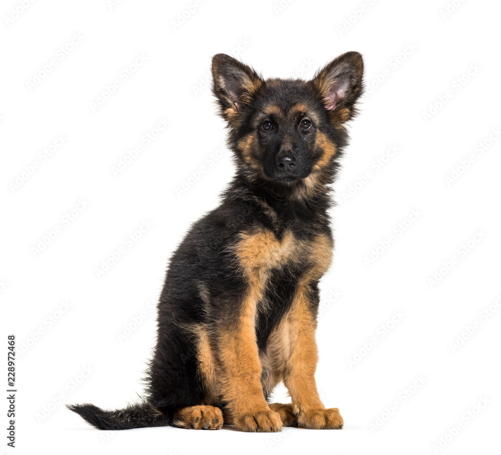 German Shepherd, 3 months old, in front of white background