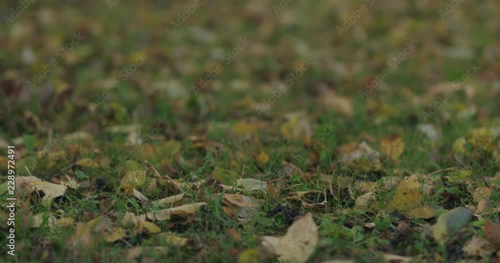 Closeup slow motion pan of fallen birch autumn leaves on grass Closeup slow motion pan of fallen birch autumn leaves on grass