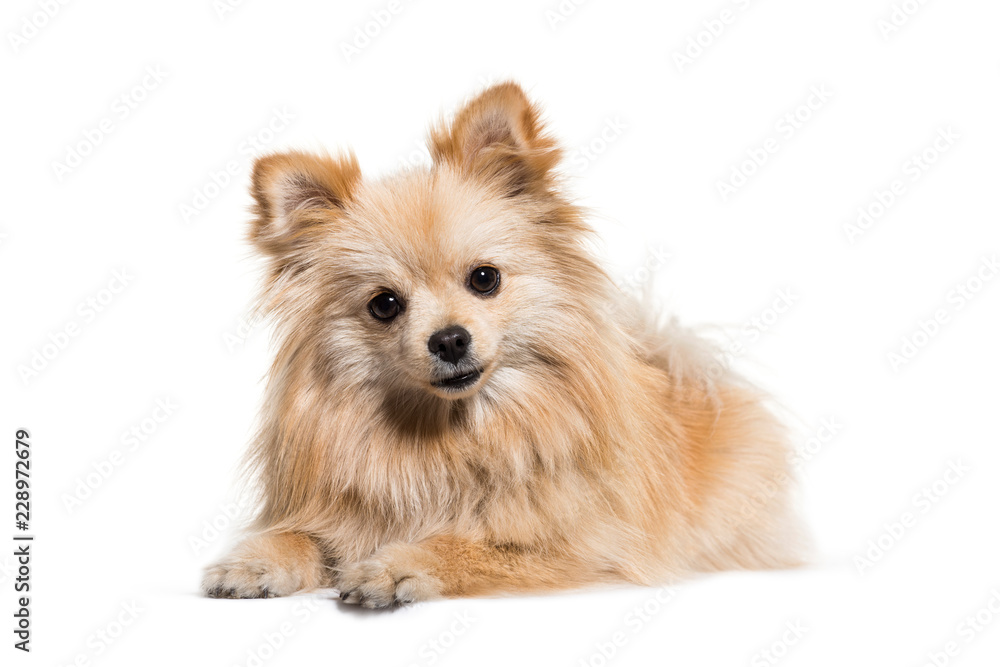 Spitz, 1 year old, in front of white background Spitz, 1 year old, in front of white background