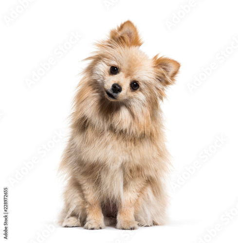 Spitz, 1 year old, in front of white background