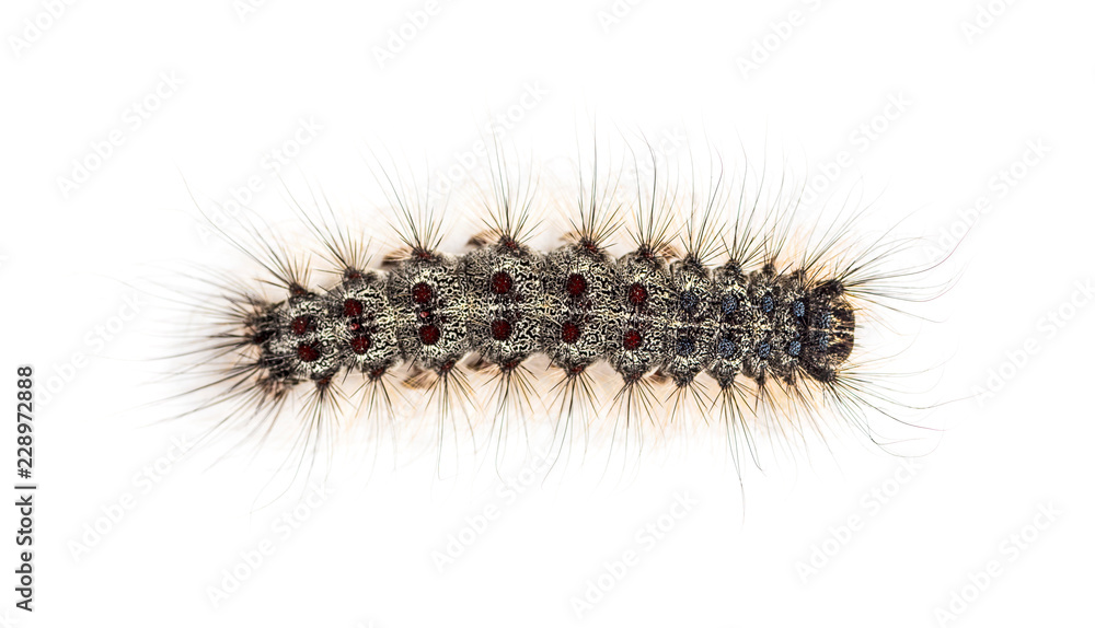 Naklejka premium Overhead view of the Caterpillar of a Lymantria dispar, the gyps