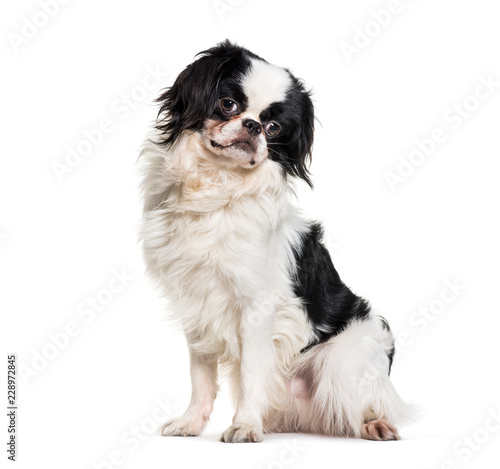 Japanese Chin, 2 years old, sitting against white background © Eric Isselée