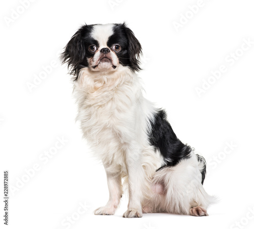 Japanese Chin, 2 years old, sitting against white background
