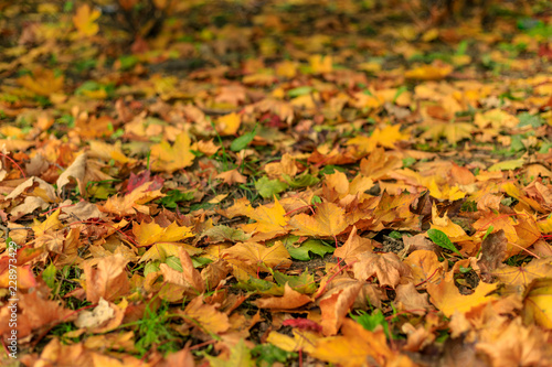 Colorful fall leaves of maple on the ground. Close-up of yellow foliage in warm sunlight. Autumn forest on a sunny day. Tilt-shift effect. Soft focus photography.