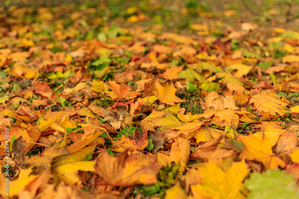 Colorful fall leaves on the grass. Bright autumn background. Colorful fall leaves on the grass. Bright autumn background.