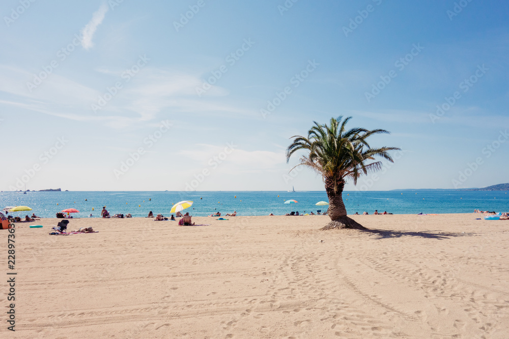 Single coconut palm tree on the sand beach, copy space Single coconut palm tree on the sand beach, copy space