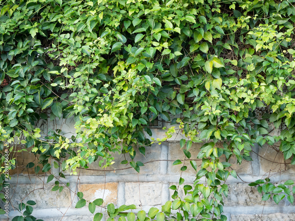 old wall with green ivy background old wall with green ivy background