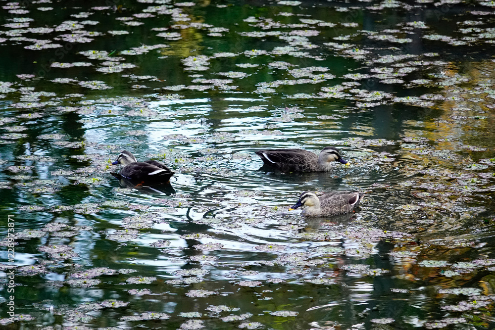 Fototapeta premium 紅葉と鴨