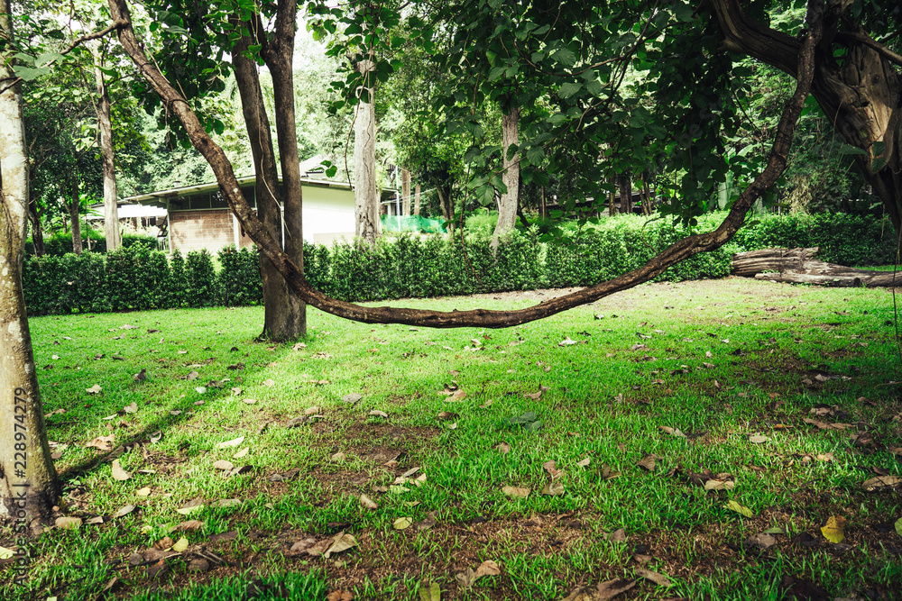 Old tree whose twisted trunk grew down towards the ground then continued up with forest and filtered sunlight in the background in thailand. Old tree whose twisted trunk grew down towards the ground then continued up with forest and filtered sunlight in the background in thailand.