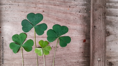clover, trefoil, shamrock green leaves on old wooden surface. irish day saint patricks
