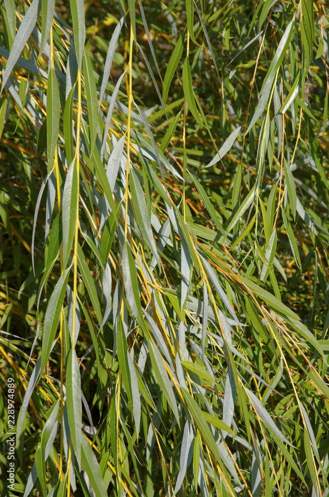 Obraz premium Foliage of basket willow close-up.