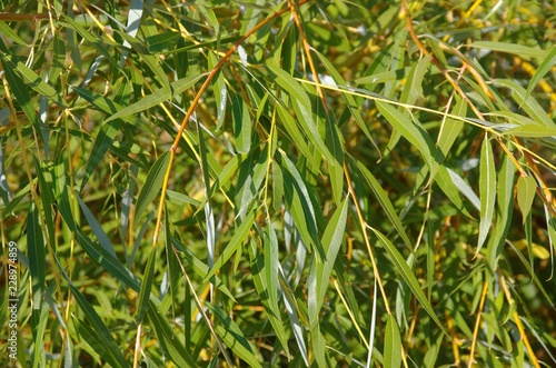 Foliage of basket willow  close-up.