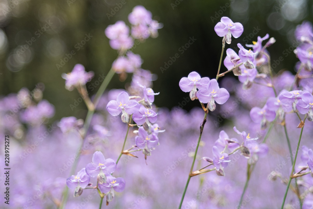Fototapeta premium Close-up of Beautiful Pastel Purple Murdannia Flower in the Flower Field in Prachinburi, Thailand