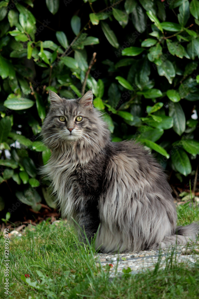 Obraz premium Katze